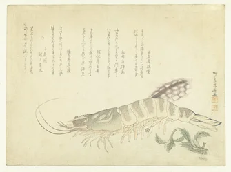 ザリガニとイカ