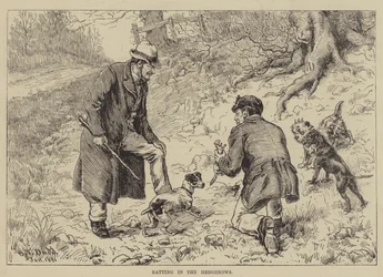 生け垣でガラガラ