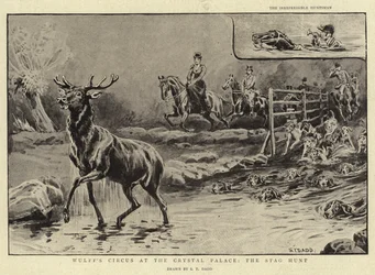 クワガタ狩り、クリスタルパレスでのウルフのサーカス