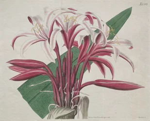 ボタニカル・マガジンやフラワー・ガーデンの展示。Stately Crinum, 1823.