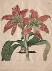 植物誌やフラワーガーデンの展示。マウンテン・レイク・リリー」1827年