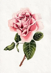 優雅なピンクのバラの花