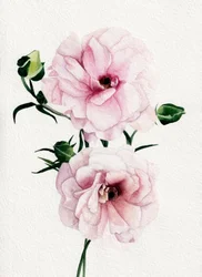 ピンクの水彩画の花