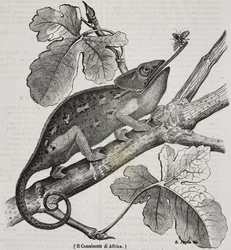 African chameleon, lithograph by Salvatore Puglia from Poliorama Pittoresco, n 30, March 4   1458447   ja       japanese Successfully Translated  Original: Venus and Cupid (oil on canvas) Translat: Venus and Cupid (oil on canvas) 1457859 ja japanese Succes