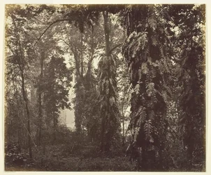 ダージリン、インド、c。 1865年。