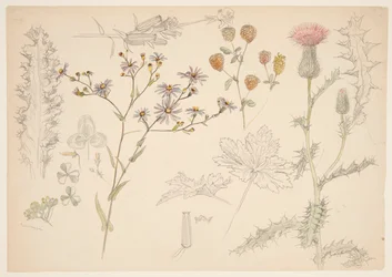 草原の花の研究