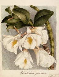 シンビジウムハンサム、c.1839（水彩）