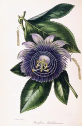 Passiflora Middletoniana、c.1834-1849