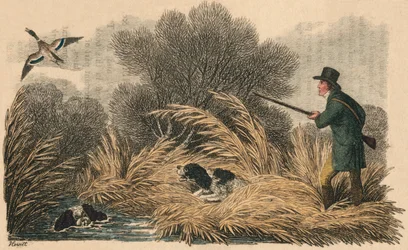 ダック射撃、1810年。