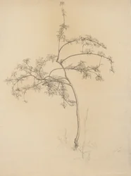 花の咲く木、1884年（バフレイド紙にグラファイト）