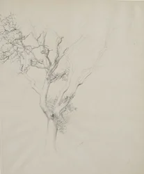 木の研究、1884年（灰色の織り紙上のグラファイト）