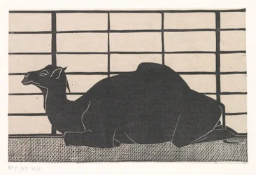 ヒトコブラクダ
