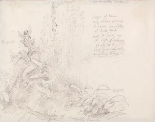 フォックスグローブ