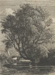 柳、1850年。