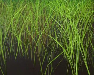 Fresh Grass, 2016（キャンバスにアクリル絵具）
