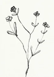 ミニマリストの植物画