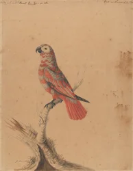 赤いオウム