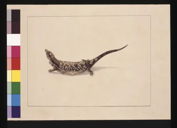 12ページ目シンコイド、またはスキンフォームのトカゲ。現在はアオウトカゲとして知られている 1789～90年頃（水彩画