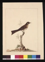 14ページです。キイロイトリヒタキ。現在はキイロイトリとして知られている 1789〜90年頃（水彩画