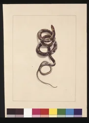 20ページ。蛇No.1。今はブラウン・スネークと呼ばれている 1789～90年頃（水彩画