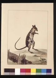 27ページ。ポト・ルーまたはカンガルー・ラット。現在はルーファス・ラットとして知られるカンガルー、1789～90年頃（水彩画
