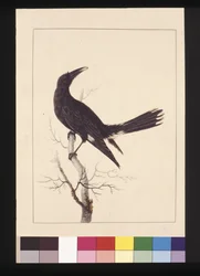 30ページ。白くて通気性のあるカラス。現在はPied Currawongとして知られている、1789-90年頃（水彩画