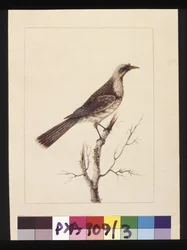 ページ 3.Knob, Fronted Bee Eater:サインはl.c. Sarah Smith。現在はフリア鳥として知られている、1789-90年頃（水彩画