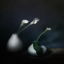ムーディ・カラの花が咲く