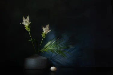 白い花　暗い静物画