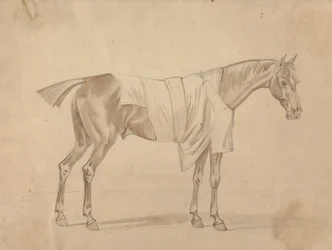 毛布を着た馬