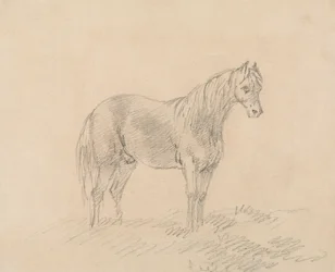 雄馬