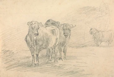 Duas vacas em uma colina