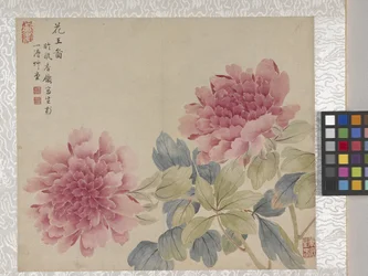 8 Leaf Album Of Flowers、1700年代中頃（紙にインク、彩色）