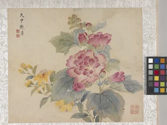 8 Leaf Album Of Flowers、1700年代中頃（紙にインク、彩色）