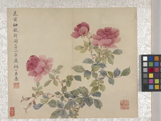 8 Leaf Album Of Flowers、1700年代中頃（紙にインク、彩色）