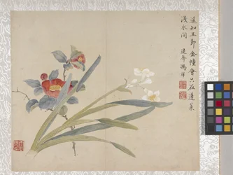 8 Leaf Album Of Flowers、1700年代中頃（紙にインク、彩色）