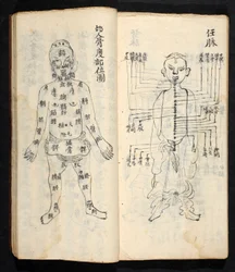 身体の中心線に沿った経穴（Jing Guan Qi Zhi, "The beginningnings and ends of acupuncture points and channel", pub.18世紀初頭、中国南部、紙に墨で描かれている。