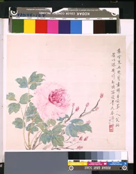 花と鳥のアルバム」 制作年不詳 （絹本、インク、彩色）