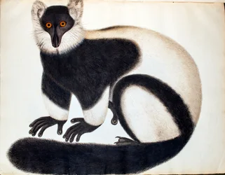白黒のエリマキキツネザル、『リーヴス・コレクションの動物たち』より、中国の素描、1829-31年頃
