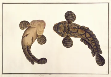 レプー（「マラッカの動物、昆虫、爬虫類のデッサン」より）1805-18年頃（紙にガッシュと水彩画