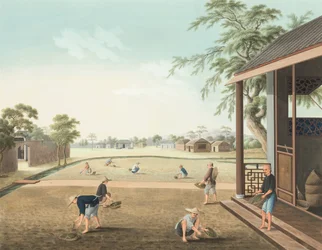 紅茶の製造風景、1820年頃（絹本、ボディカラー、金彩、紙）