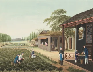 紅茶の製造風景、1820年頃（絹本、ボディカラー、金彩、紙）