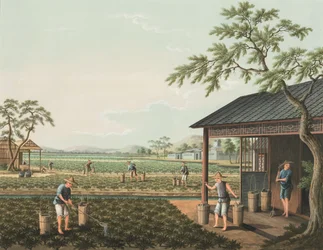 紅茶の製造風景、1820年頃（絹本、ボディカラー、金彩、紙）