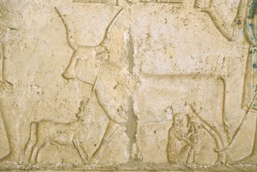 古代エジプト、壁面彫刻、ペトシリス墳墓、トゥナ・エル・ゲベル、紀元前300年、乳を搾る牛（写真）。