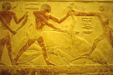 古代エジプト、壁面彫刻／絵画、サッカラ、イドゥートのマスタバ／墓、紀元前2323～2150年、犠牲のために屠殺された雄牛（写真）
