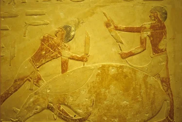 古代エジプト、壁面彫刻／絵画、サッカラ、イドゥートのマスタバ／墓、紀元前2323～2150年、犠牲のために屠殺された雄牛（写真）