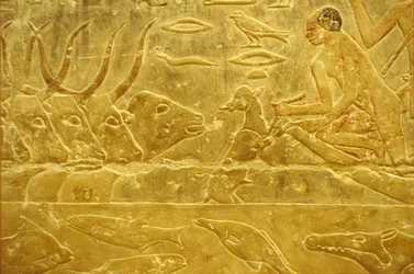 古代エジプト、壁面彫刻／絵画、イドゥートのマスタバ／墓、サッカラ、第6王朝、川を渡る牛、子牛を助ける男性、見守る母親（写真）