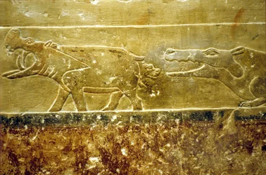 古代エジプト、壁面彫刻／絵画、サッカラ、イドゥートのマスタバ／墓、第6王朝 カバが出産し、待ち構えていたワニの餌食になる（写真）