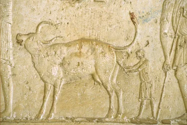 古代エジプト、壁の彫刻／絵画、ペトシリス墳墓、ツナ・ガベル、ツナ・エル・ゲベル、紀元前300年、牛の出産を手伝う（写真）