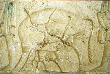 古代エジプト、壁の彫刻／絵画、ペトシリスの墓、ツナ・ガベル、ツナ・エル・ゲベル、紀元前300年、乳を飲もうとする子牛（写真）